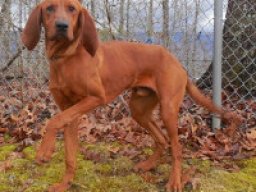 Redbone coonhound